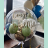 Bubble Balloons - Customised (Clear Bubble Balloon) Congratulations